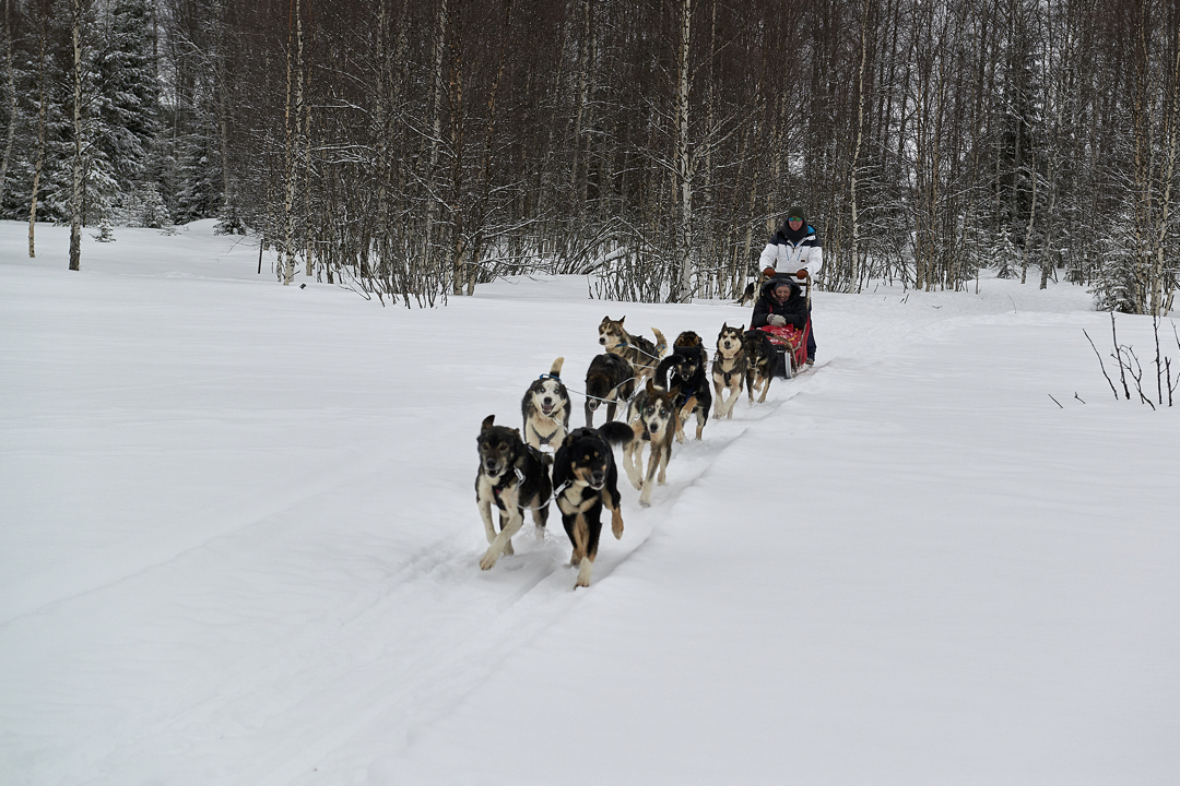 Dogsledding Lulea