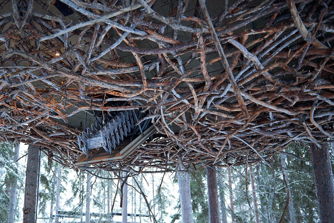 Birds Nest Ladder coming down