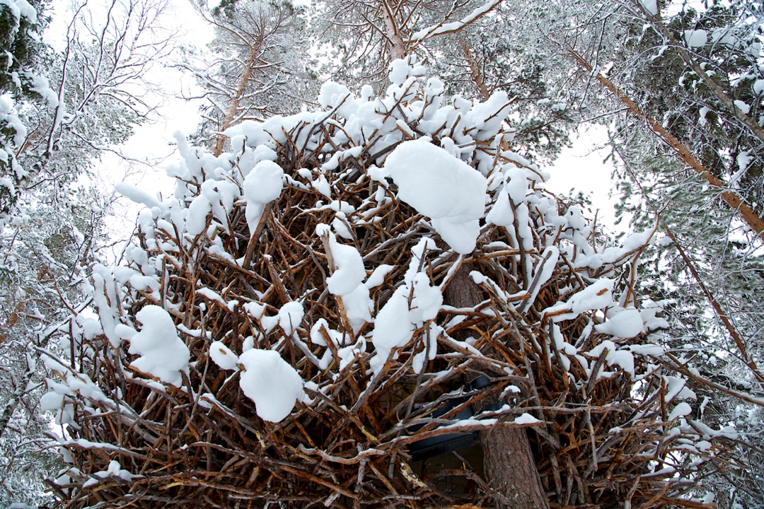 Birds Nest Winter